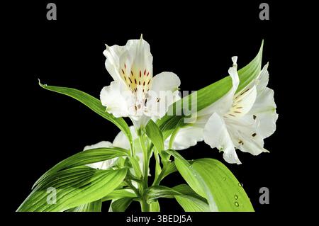 Bellissimo fiore di Alstroemeria bianca in fiore con foglie verdi su sfondo nero. Fiore primo piano, Odessa, Ucraina, Europa Foto Stock