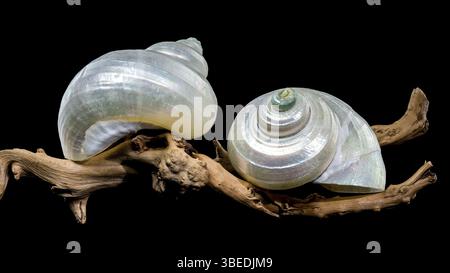 Primo piano di una conchiglia di lumaca perlata di turbano appoggiata su una roba da deriva testurizzata su uno sfondo nero. Il guscio iridescente contrasta con il legno grezzo, Foto Stock