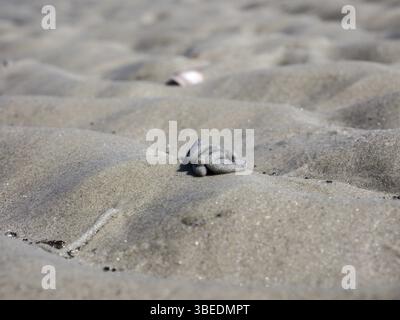 Tumulo di lomba (Arenicola marina) Foto Stock