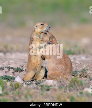 Cani della prateria dalla coda nera (Cynomys ludovicianus), pulitura familiare, Lubbock, Texas, Stati Uniti. Foto Stock