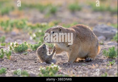 Cane della prateria dalla coda nera (Cynomys ludovicianus) che gioca con un cucciolo, Lubbock, Texas, USA. Foto Stock