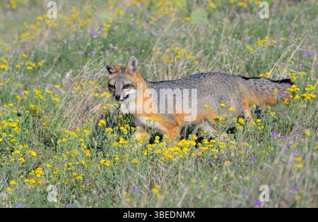 Volpe grigia (Urocyon cinereoargenteus) nella prateria in fiore, Lubbock, Texas, Stati Uniti. Foto Stock