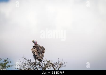 Avvoltoio con volto di lappette seduto su un albero nel Kgalagadi Transborder Park, Sudafrica, Africa Foto Stock