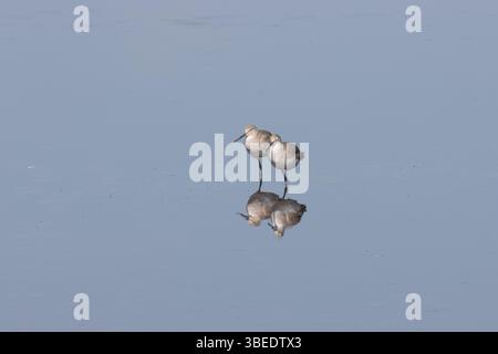 Willets con Reflection a Blackpoint Drive Foto Stock