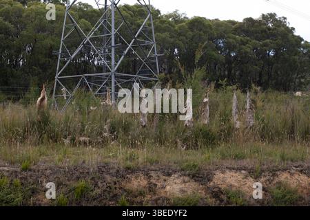 Cani selvatici morti appesi su una recinzione di filo d'argento nell'Australia regionale Foto Stock