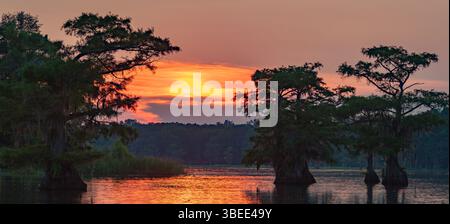 Sagome di cipressi calvi nel lago Caddo durante un tramonto colorato. Foto Stock