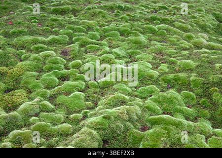 Il Moss Garden al tempio Saihoji, Kyoto, Giappone. Foto Stock