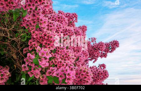 Vibrante gruppo di fiori di bouganville rosa Foto Stock