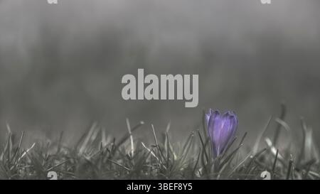 Macrofotografia di un croco di primavera viola (Crocus Vernus) grigio tenue bokeh, angolo basso, atmosfera scura, colori ridotti, spazio di copia, spazio negativo Foto Stock