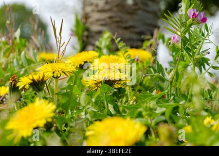 Fiori di dente di leone dorato tappezzato sotto l'albero di betulla nel prato primaverile Foto Stock