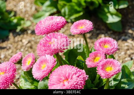Pink English Daisies raggruppati su Green Garden Soil Foto Stock