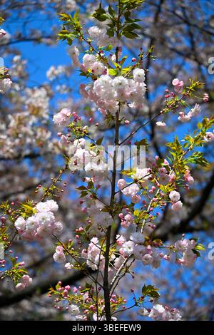 Sakura Cherry Blossom, Shinjuku Gyoen, Shinjuku, Tokyo, Giappone, Asia. Foto Stock