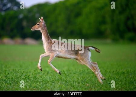 Fallow Deer (Dama dama) nell'Oxfordshire. Foto Stock