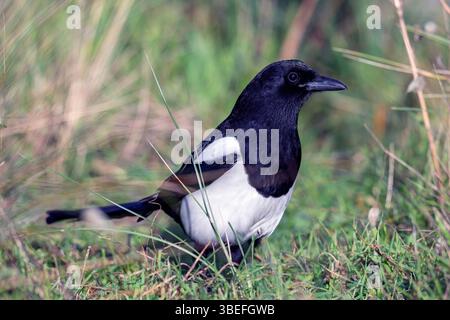 Un magpie si trova nell'erba, probabilmente alla ricerca di cibo o osservando i suoi dintorni nel suo habitat naturale. Foto Stock