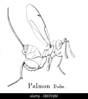 Una stampa della collezione "Iconographia Zoologica", parte delle collezioni speciali dell'Università di Amsterdam. È identificato come "palmone", concentrandosi su soggetti zoologici. Foto Stock