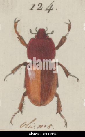Questa è una stampa di Cyclocephala, un genere di coleotteri, dalla collezione 'Iconographia Zoologica' tenuta dalle collezioni speciali dell'Università di Amsterdam. Foto Stock
