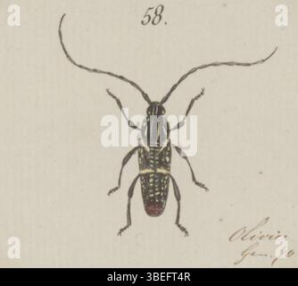 Questa stampa della collezione Iconographia Zoologica illustra il Coptomma, un genere di zoologia. Fa parte di una collezione specializzata presso le collezioni speciali dell'Università di Amsterdam. Foto Stock