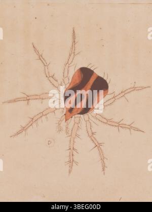 Questa stampa raffigura la parte inferiore di Actineda, una specie di insetti, della collezione Iconographia Zoologica dell'Università di Amsterdam. L'opera illustra le caratteristiche dettagliate del suo lato inferiore, contribuendo alla comprensione della sua morfologia completa. Questo pezzo mostra le caratteristiche anatomiche uniche dell'insetto. Foto Stock