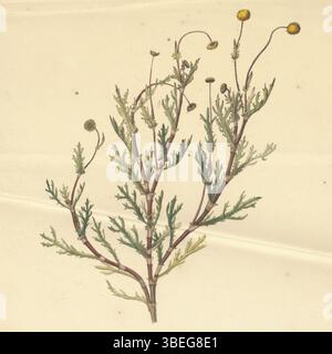 Un'illustrazione botanica di "Cotula anthemoides" di William Burchell dal suo Saint Helena Journal, intorno al 1810, mostra questa specie di piante con accuratezza scientifica. L'illustrazione è un esempio del lavoro di Burchell che documenta la flora dell'isola. Foto Stock