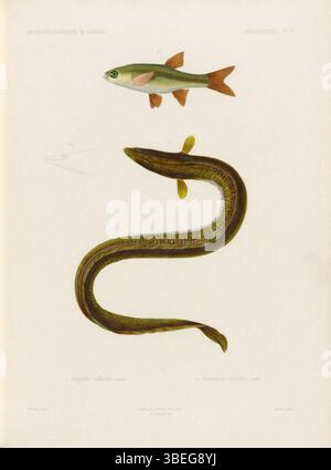 Questa voce della "Biodiversity Heritage Library" fornisce dettagli sull'Exploration scientifique de l'Algérie, che documenta l'esplorazione scientifica dell'Algeria negli anni '1840 L'opera, pubblicata da Imprimerie royale, si concentra sulla storia naturale della regione durante il periodo. Foto Stock