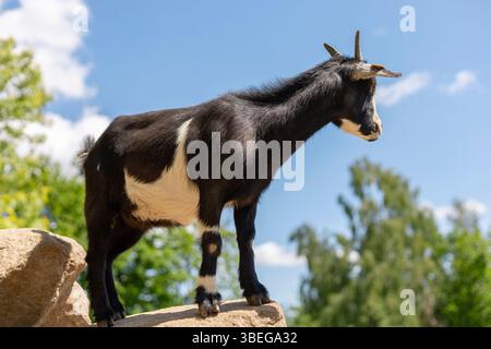 Una capra nera con segni bianchi si erge con sicurezza su una roccia, guardando verso l'orizzonte. Intorno si trova una vivace vegetazione e un cielo blu luminoso Foto Stock