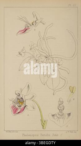 Questa illustrazione botanica di Walter Hood Fitch del 1872 raffigura l'orchidea Phalaenopsis parishii, mostrando il lavoro dettagliato di Fitch nella documentazione delle specie vegetali. Fa parte della serie Refugium Botanicum. Foto Stock