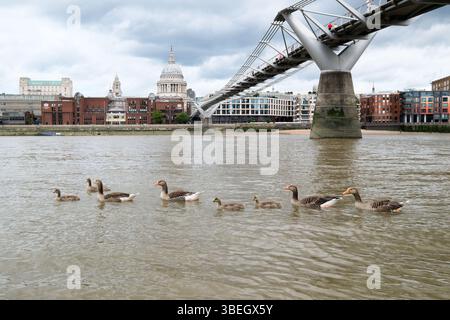 Fiume Tamigi, Londra, Regno Unito. 29 maggio 2025. La London Rivers Week 2025 va da venerdì 30 maggio a domenica 8 giugno. Crediti: Matthew Chattle/Alamy Live News Foto Stock