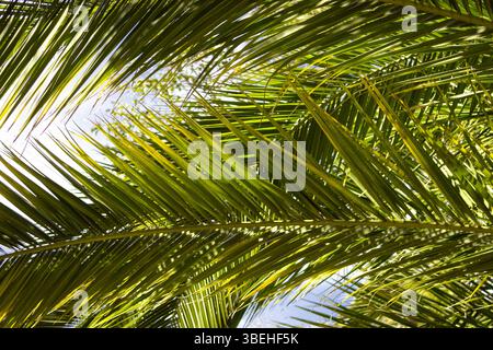 Fronde di palme che creano una vivace tettoia contro il cielo blu in una posizione tropicale durante le ore diurne Foto Stock