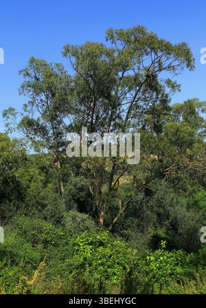 Alberi di eucalipto incolti, Oeiras, Portogallo. Alberi di eucalipto che crescono in boschi non gestiti. Una delle principali cause di incendi in Portogallo. Foto Stock