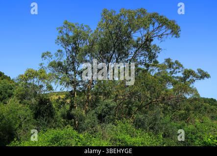 Alberi di eucalipto incolti, Oeiras, Portogallo. Alberi di eucalipto che crescono in boschi non gestiti. Una delle principali cause di incendi in Portogallo. Foto Stock