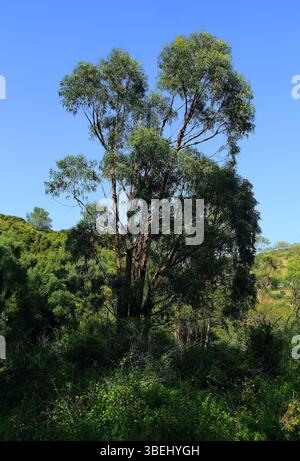 Alberi di eucalipto incolti, Oeiras, Portogallo. Alberi di eucalipto che crescono in boschi non gestiti. Una delle principali cause di incendi in Portogallo. Foto Stock