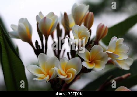 Primo piano di un bouquet di fiori frangipani (Plumeria) bianchi e gialli appena raccolti dall'albero, con foglie verdi soffici e sfocate sullo sfondo. Foto Stock