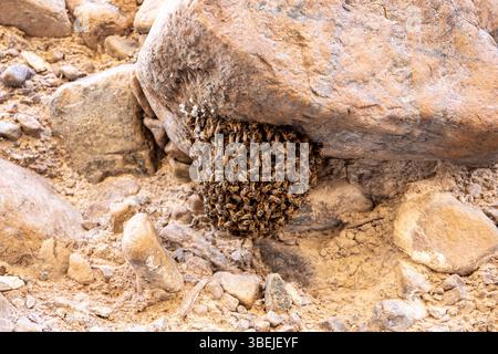 Vista ravvicinata dello sciame naturale di api selvatiche su una roccia calcarea dei monti Hajar, Emirati Arabi Uniti. Foto Stock
