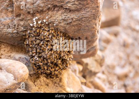 Vista ravvicinata dello sciame naturale di api selvatiche su una roccia calcarea dei monti Hajar, Emirati Arabi Uniti. Foto Stock