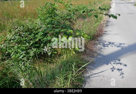 Pianta di mora selvatica nome scientifico Rubus ulmifolius Foto Stock