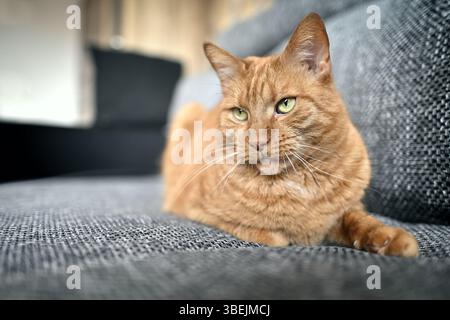 Primo piano del gatto dello zenzero arancione seduto sul divano e guardando lontano. Foto Stock