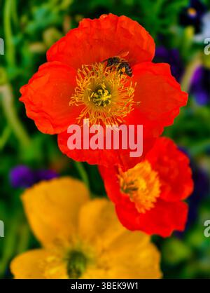Straordinari fiori di papavero arancioni con un'ape. Un'accattivante esposizione floreale in un giardino colorato. Sfondo natura formato verticale Foto Stock