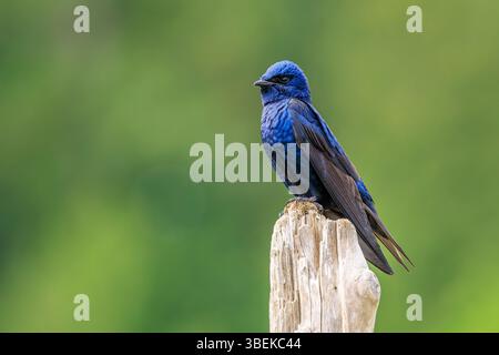 Un maschio Viola Martin (Progne subis) arroccato su un ceppo Foto Stock
