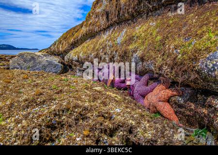Stelle marittime arancioni e viola (Pisaster ochraceus) esposte alla bassa marea Foto Stock
