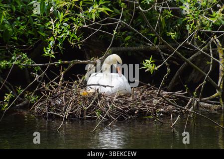 Londra, Inghilterra, Regno Unito. 29 maggio 2025. Un cigno muta nidifica a St James's Park nel centro di Londra. (Credit Image: © Vuk Valcic/ZUMA Press Wire) SOLO PER USO EDITORIALE! Non per USO commerciale! Foto Stock
