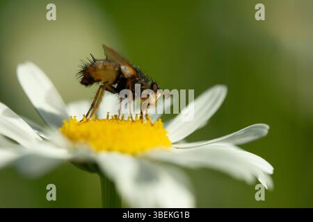 Ceromya bicolor: Una mosca tachinida con un caratteristico corpo bicolore, appoggiato su una foglia. Bellezza parassitoide nella sua più bella quiete della foresta. Foto Stock
