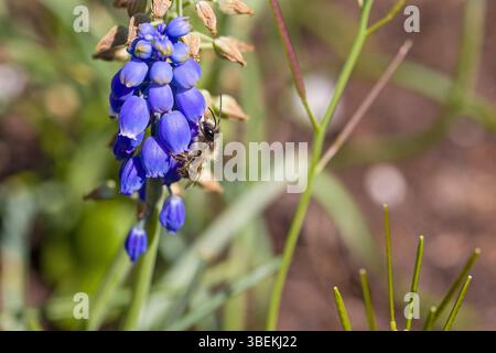 un'ape da miniera di cenere o andrena sui fiori blu dei musari alla luce del sole Foto Stock