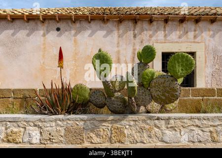 Un opuntia (cactus) e un aloe che crescono in una piantatrice di pietra. Foto scattata in una giornata di sole in Sicilia, Italia Foto Stock