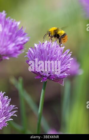 un bumblebee che vola presto sulla fioritura rosa di erba cipollina alla luce del sole e sfondo sfocato verde Foto Stock