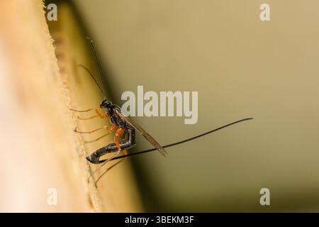 una sciabola femminile con una lunga coda che dedica uova in un tronco di albero, insetto tedesco dell'anno 2025 Foto Stock