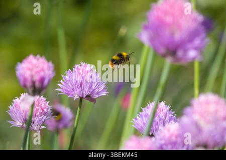 un bumblebee che vola presto sulla fioritura rosa di erba cipollina alla luce del sole e sfondo sfocato verde Foto Stock