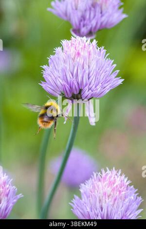 un bumblebee che vola presto sulla fioritura rosa di erba cipollina alla luce del sole e sfondo sfocato verde Foto Stock