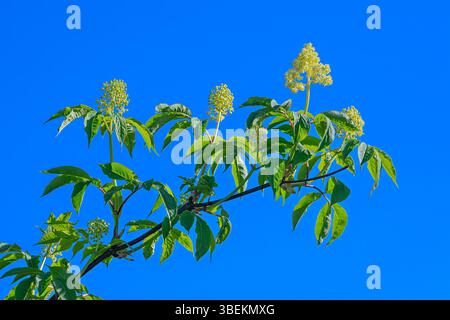 Sambucus racemosa, cespuglio di sambuchi rossi con fiori Foto Stock