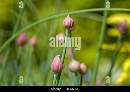 vista ravvicinata di giovani gemme di erba cipollina rosa nel giardino alla luce del sole su uno sfondo sfocato Foto Stock