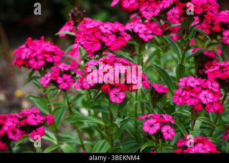 Primo piano di vivaci garofani rosa in piena fioritura. Il colore intenso e i delicati petali esaltano la naturale bellezza e la freschezza del fiore. Foto Stock